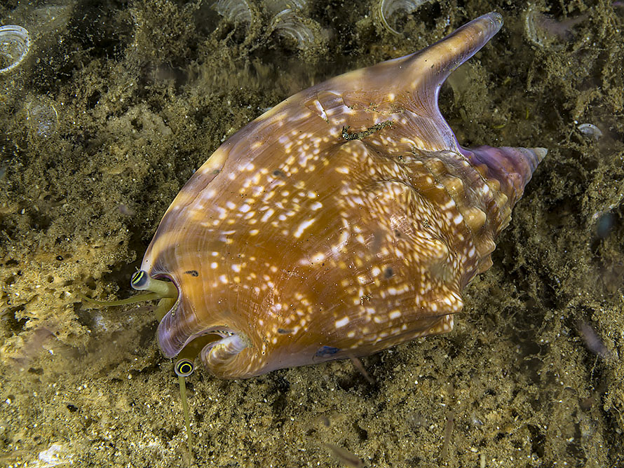 Euprotomus bulla